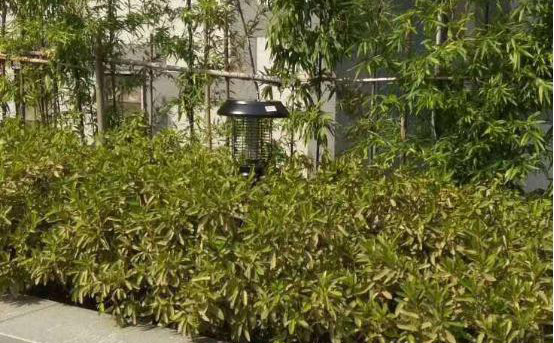 小區物業(yè)安裝太陽(yáng)能滅蚊燈除蚊