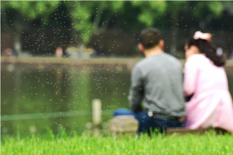 成群結隊的飛蟲(chóng)