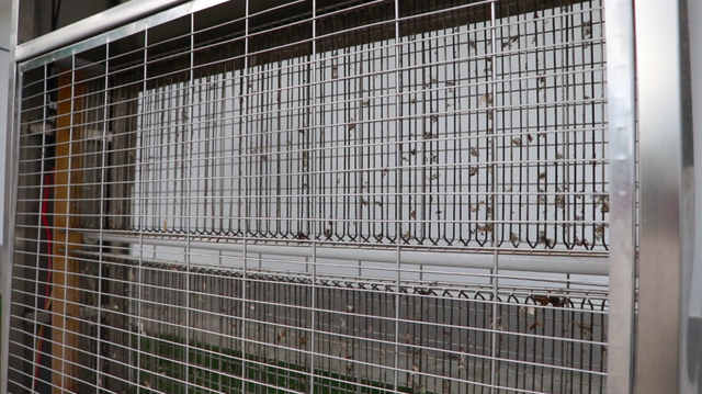 戶(hù)外電擊式滅蠅燈效果很好